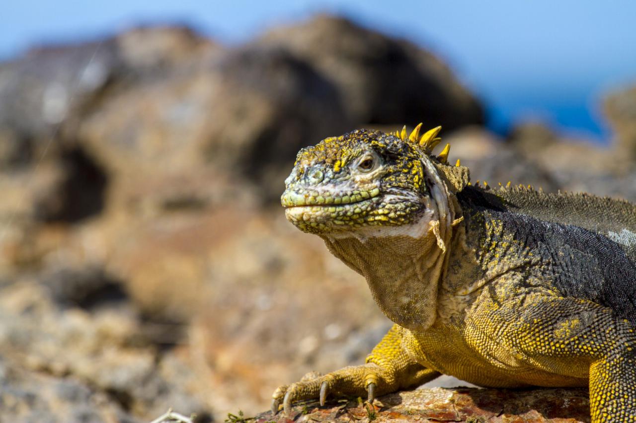 Ekvádor, Galapágy a all inclusive v Panamě