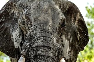 Zimbabwe – země historie a divočiny
