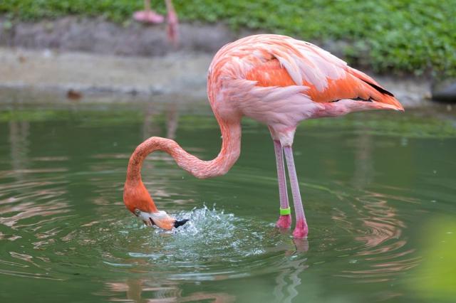 Plameňák lovící rybu v zahradách Jardin de Balata