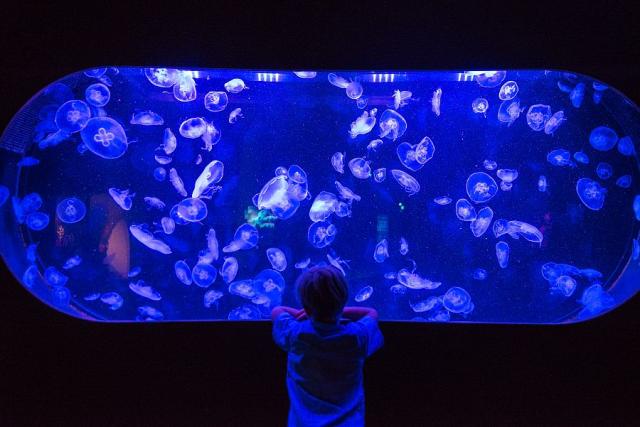 Pariz_aquarium (6).jpg