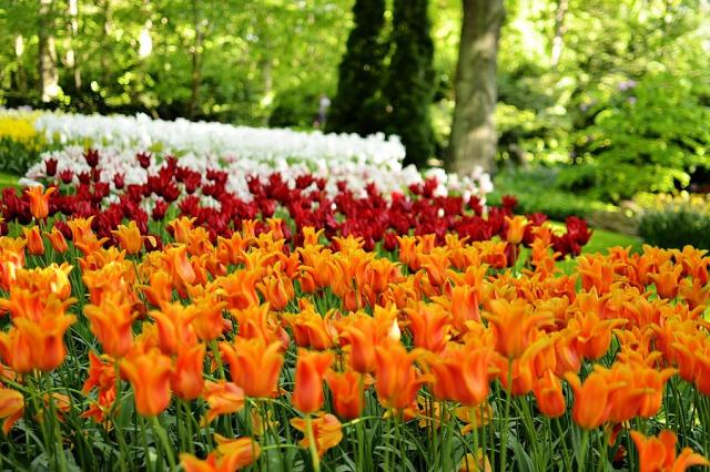 Holandsko - Keukenhof