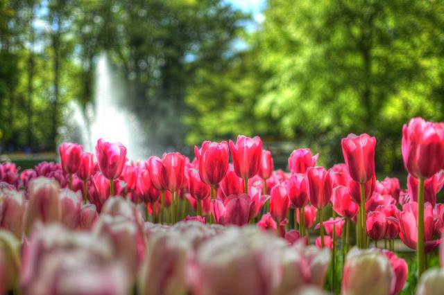 Holandsko - Keukenhof