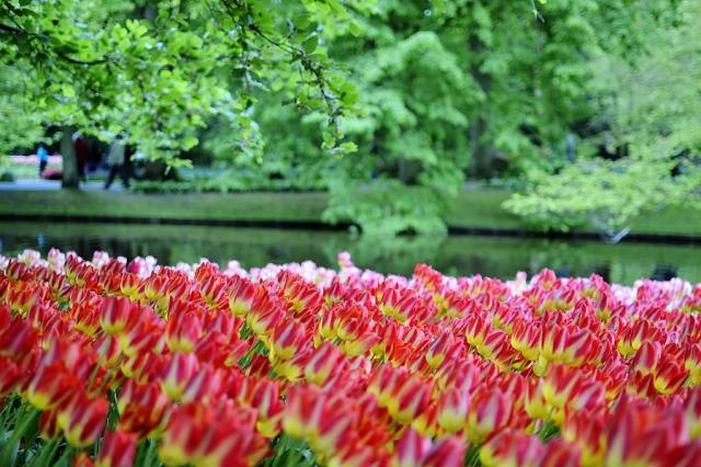 Holandsko - Keukenhof