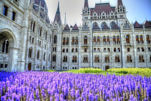Budapest_parlament_levandule__foto_Pavel_Spurek.jpg