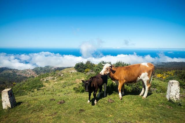 priroda_madeira_spurek.jpg