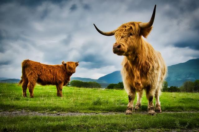Highlandské krávy pasoucí se v údolí Glencoe Scot