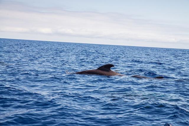 pozorovani_velryb_a_delfinu_madeira_spurek (2).jpg