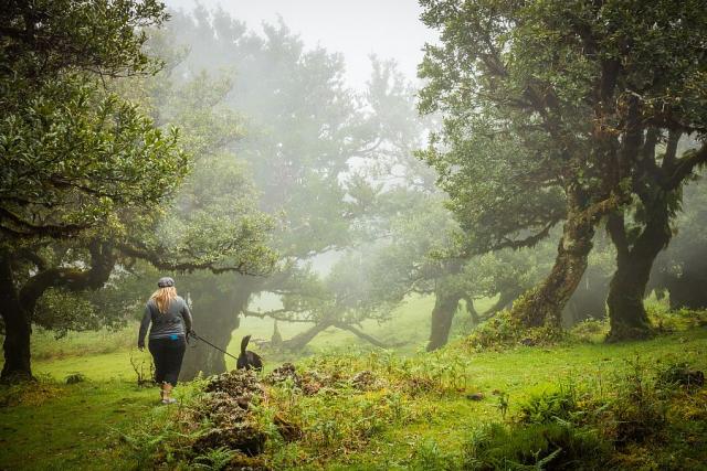 Madeira_les_Fanal_pruvodkyne_1__foto_Pavel_Spurek.jpg