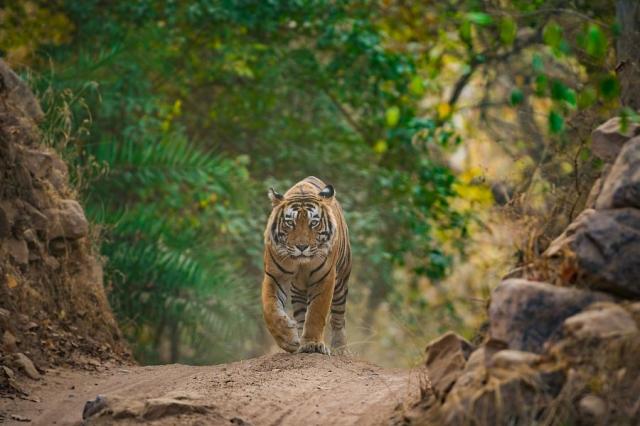 tygr_Ranthambore_Indie_shutterstock.jpg