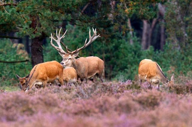 Holandsko_NP_Hoge_Veluwe_jelen_evropsky.jpg