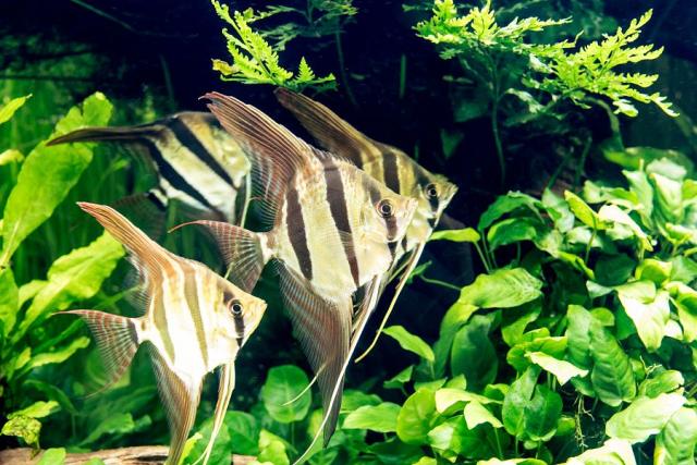 Portugalsko_Lisabon_oceanarium.jpg