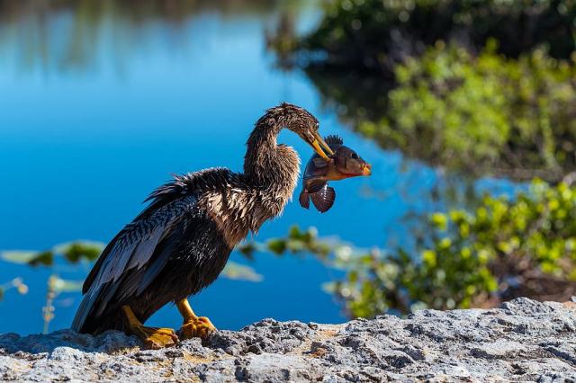 NP_Everglades_ptak_s_rybou_florida_spurek.jpg