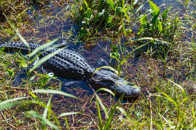 Florida_NP_Everglades_krokodyl__foto_Pavel_Spurek.jpg