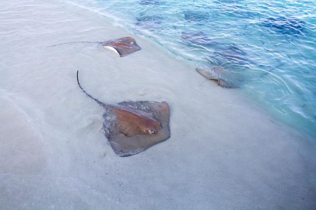 Maledivy_stingrays