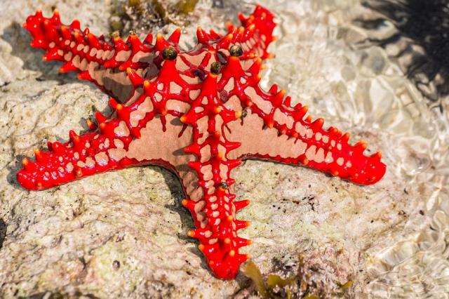 Zanzibar starfish