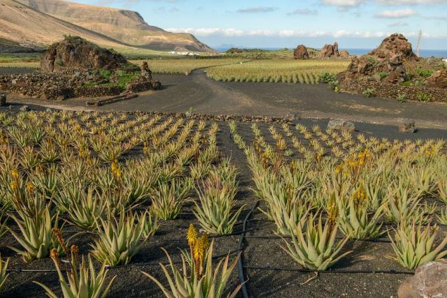 aloe vera.jpg