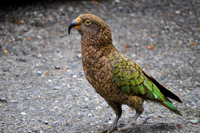 New Zealand