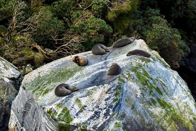New Zealand - Milford Sound