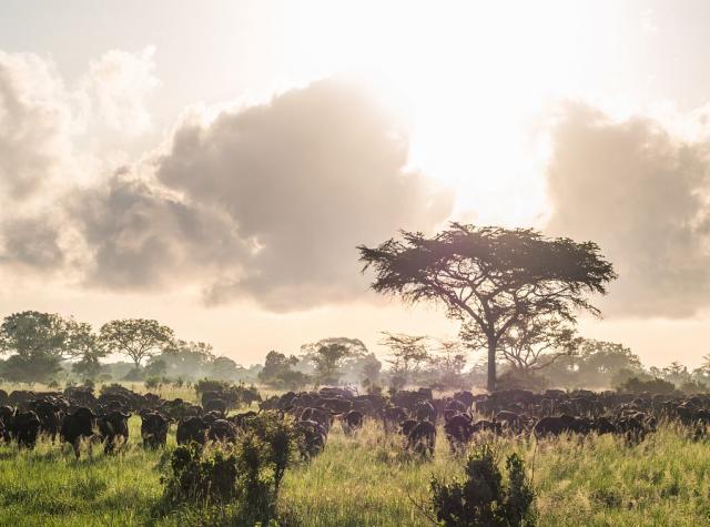 safari saadani