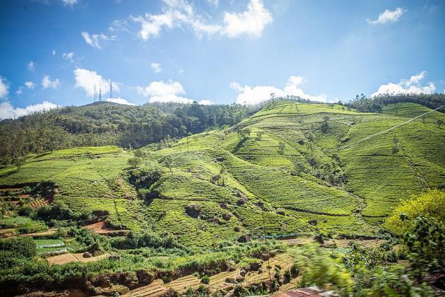 Sri_Lanka_cajove_plantaze__foto_Pavel_Spurek.jpg