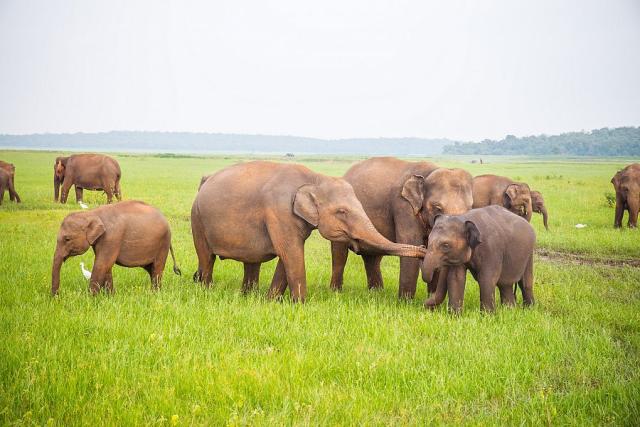 Sri_Lanka_NP_sloni_2__foto_Pavel_Spurek.jpg