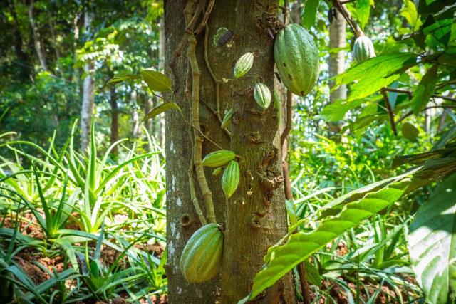 Sri_Lanka_exoticka_zahrada_cokolada.jpg