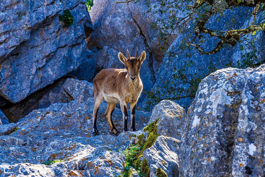 Andalusie_prirodni_rezervace_El_Torcal_kozorozec.jpg