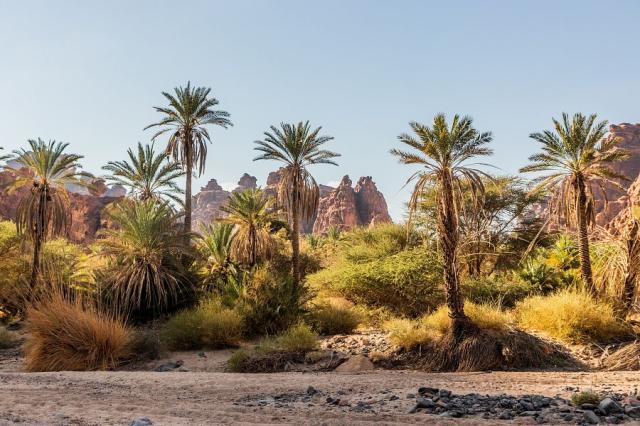 Saudska_Arabie_udoli_Al_Disa_palmova_oaza.jpg