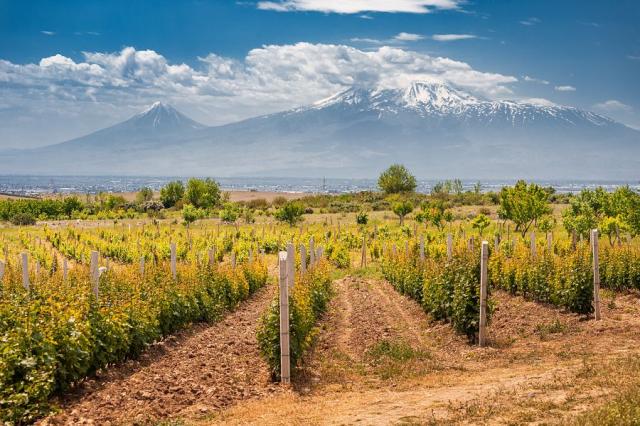 Vinice a hora Ararat
