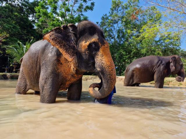 Thajsko_Phuket_sloni_park.jpg