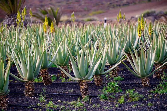 Aloe Vera