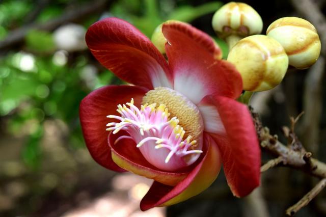 rostliny_botanicka_zahrada