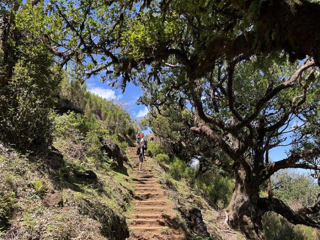 Vavříny, Madeira