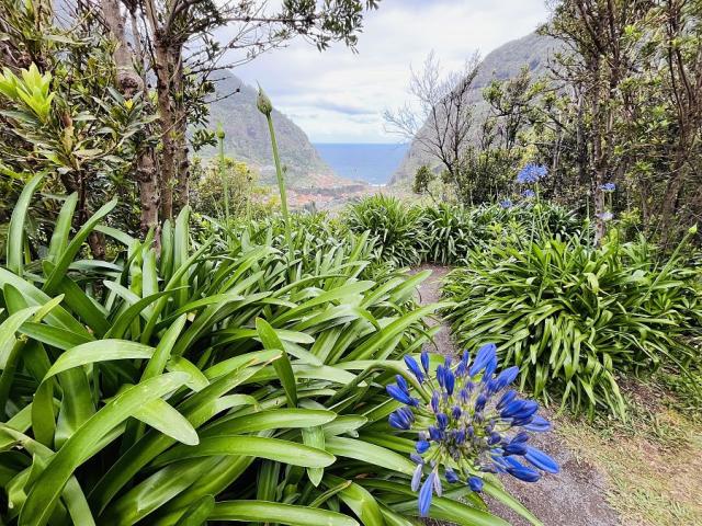 Flóra, Madeira