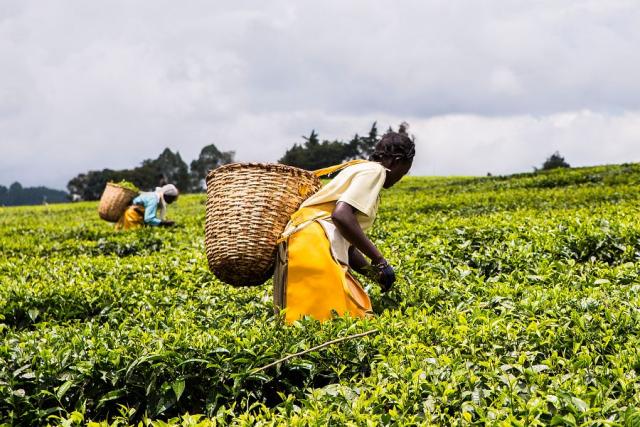Tea Plantation