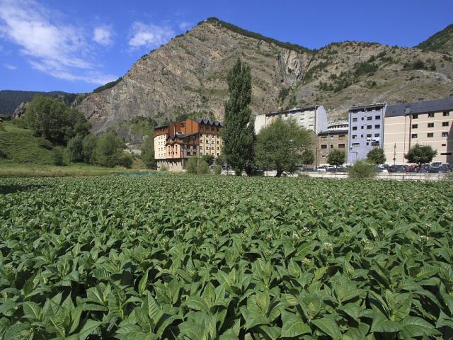 Andorra, tabák