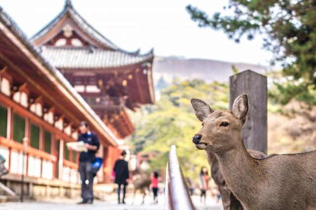 Japonský jelen v parku Nara-koén