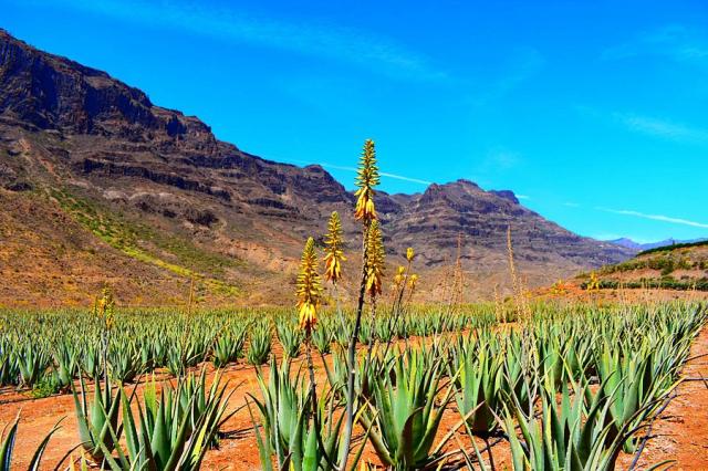 Gran Canaria aloe vera.jpg