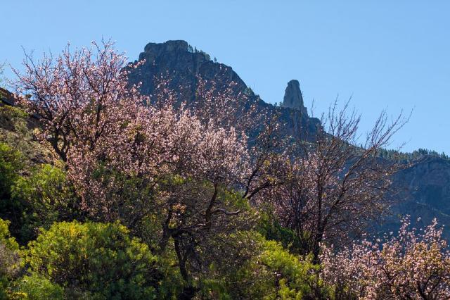 Gran Canaria Tejeda mandloň.jpg