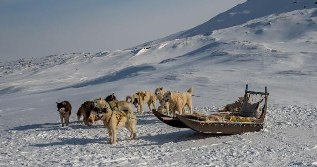 Dogsledge