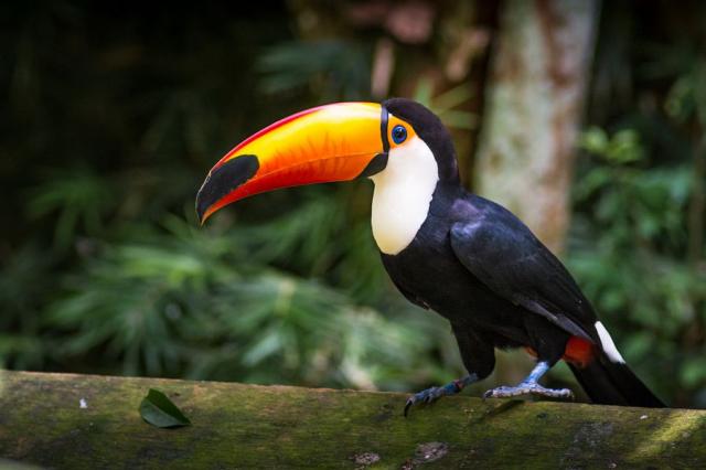 Parque das Aves_Brazilie