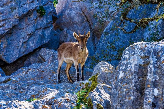 Andalusie_prirodni_rezervace_El_Torcal_kozorozec.jpg