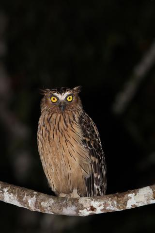 fauna na borneu 2