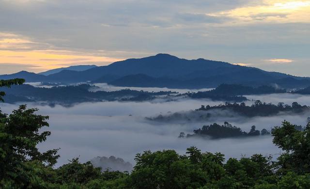 Prales Danum Valley