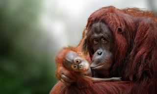 To Nejlepší Z Bornea + Přírodní Rezervace Orangutanů + Ostrov Mantanani