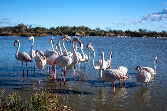 Provence_Camargue_plamenaci.jpg