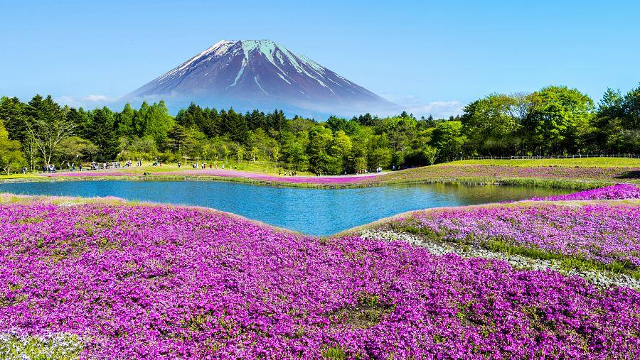 To Nejlepší Z Japonska + Květinový Festival U Hory Fudži