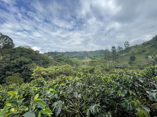 Finca Buenos Aires