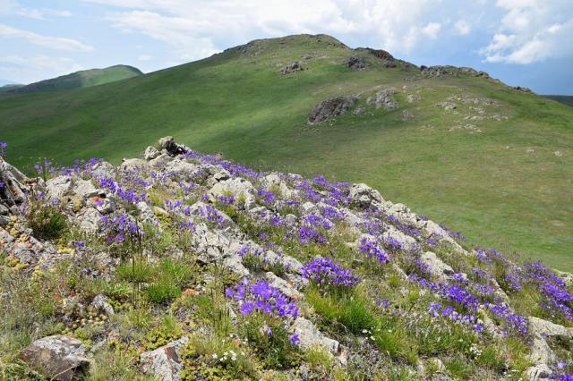 Květiny kvetou mezi skalami na turistické stezce u jezera Sevan