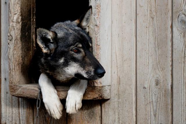 Husky